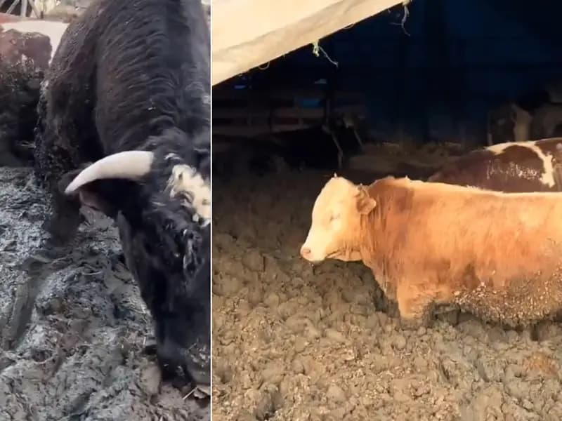 Kurban Bayramı Öncesi Hayvanlara Yapılan Kötü Muameleye İnceleme