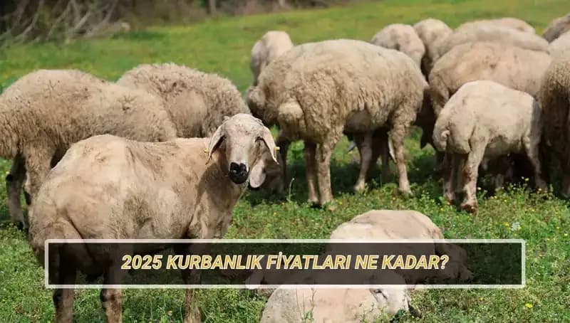 2025 Kurbanlık Fiyatları: Büyükbaş ve Küçükbaş Hayvanlarda Beklentiler Neler?