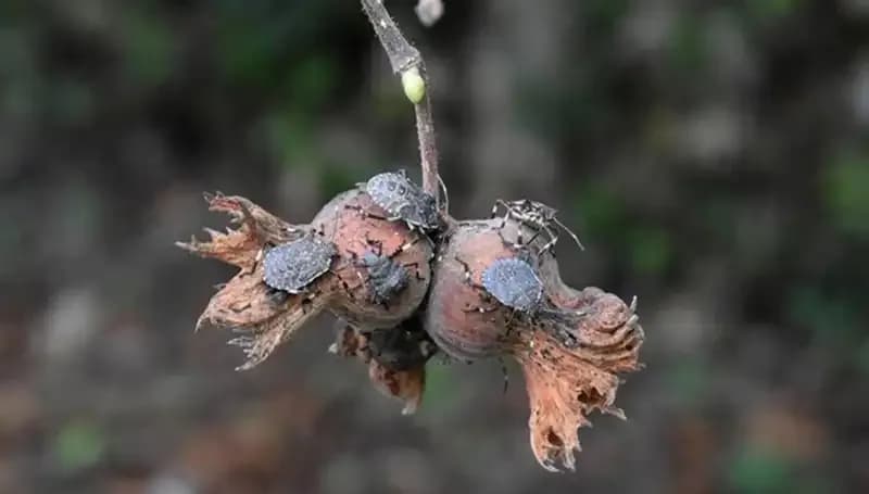 Ödül Avına Çıkılan Yer: Canlısı 1 TL, Tam Görülmeye Değer!