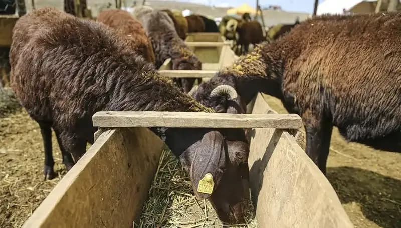 Şap Hastalığı Alarmı: Hayvan Pazarı Kapatıldı, Çiftçiler Ne Yapacak?