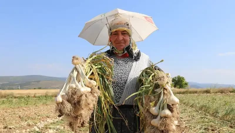 Kavurucu Sıcaklarda Günlük 1200 TL Kazanan Çalışanlar: Zorlu Mesainin Ardındaki Gerçekler
