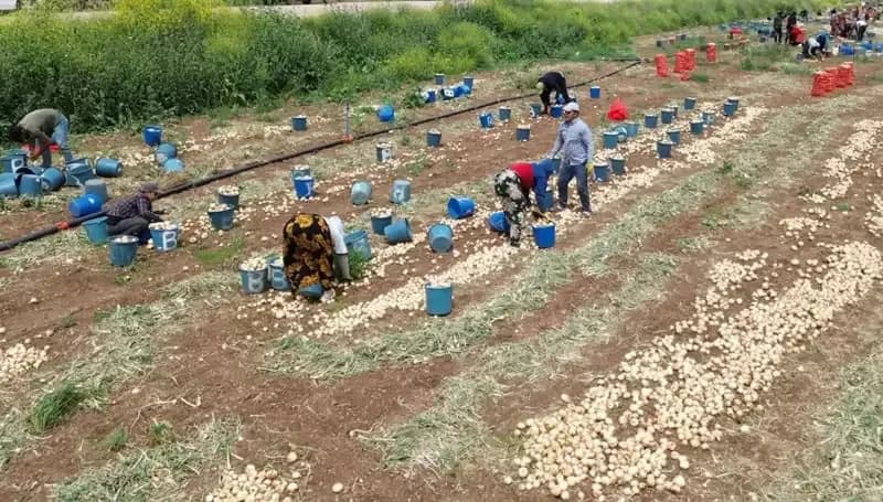 Yeni Hasat Sezonunda Soğan Fiyatları Düşüş Gösterdi