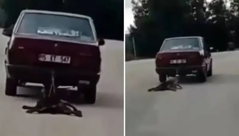 Sürücünün Arabanın Arkasına Bağladığı Köpek Şok Yarattı