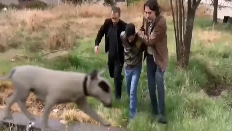 İstanbul'da Şampiyon Köpeği Çalan Hırsız Ele Geçirildi!