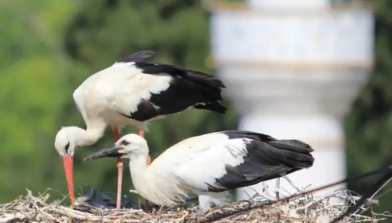 Yaren Leyleği'nin Rekabetine Hazır: Leylek Köyü’nde 8 Kat Fazla Yuva Var