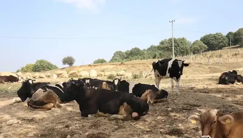 Şap Hastalığı Alarmı: 22 Köyde Giriş Çıkış Kısıtlaması Uygulandı