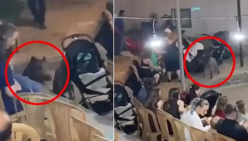 Düğünde Yaban Domuzu Paniği: Misafirler Ne Yapacağını Şaşırdı!