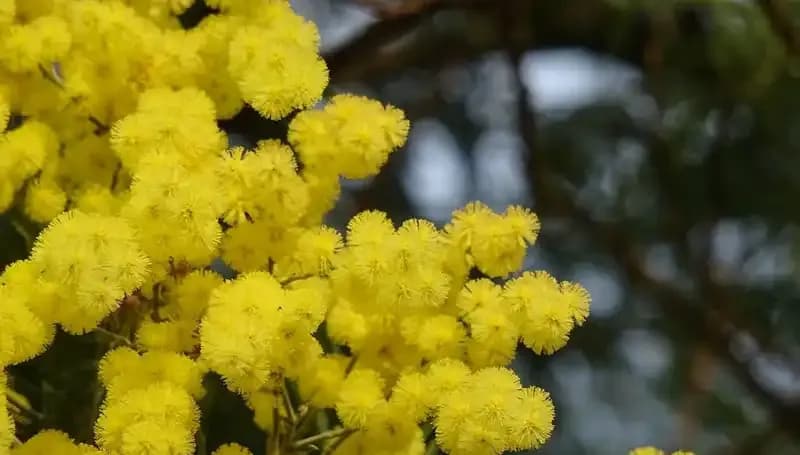 Mimoza Çiçeği: Güzelliği ve Sırrıyla Dolu Hikayesi