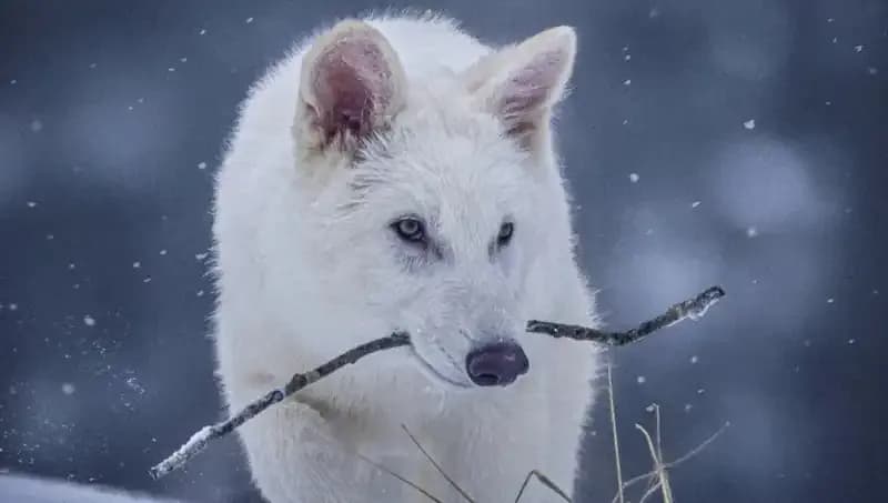 10 Bin Yıl Önce Tükenmiş Ulukurtlar, Bilim İnsanları Tarafından Hayata Döndürüldü!
