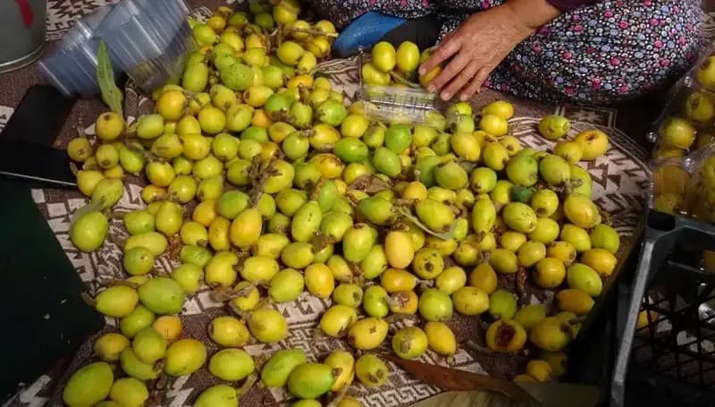 Muşmula Hasadı Hız Kesmiyor: Fiyatı 150 TL’ye Ulaştı!