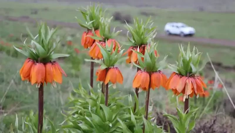 Koruma Altındaki Ters Laleler İlkbahar’da Çiçek Açtı: Doğanın Mucizesi