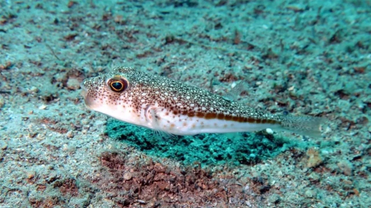 Denizlerdeki istilacı türlere TurIST önlemi