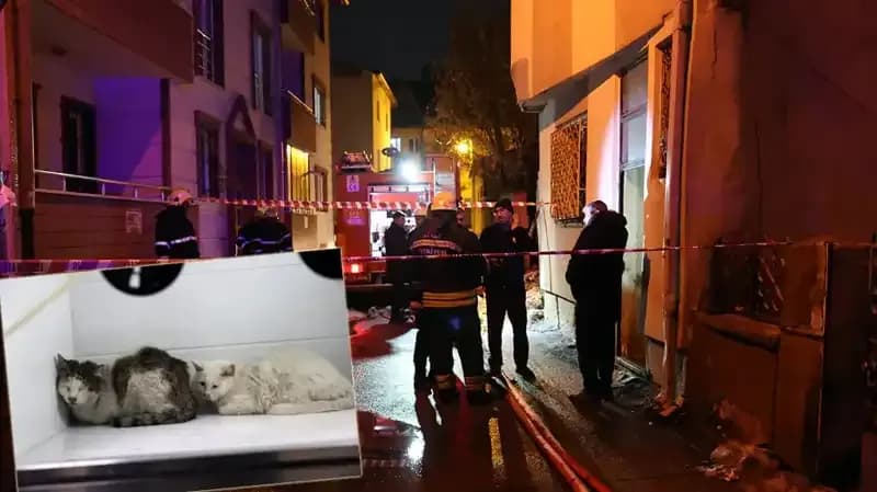 Evde Yangın Faciası: 26 Kedi Can Verdi