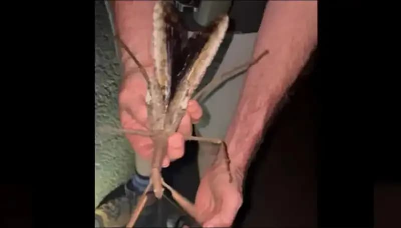 Avustralya'da Eşsiz Bir Keşif: 44 Gramlık Dev Çekirge Bulundu