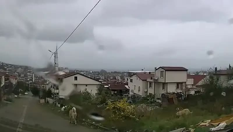 Sahipsiz Köpeklerin Saldırısı: 5 Yaşındaki Çocuk Hayatını Kaybetme Tehlikesiyle Karşı Karşıya