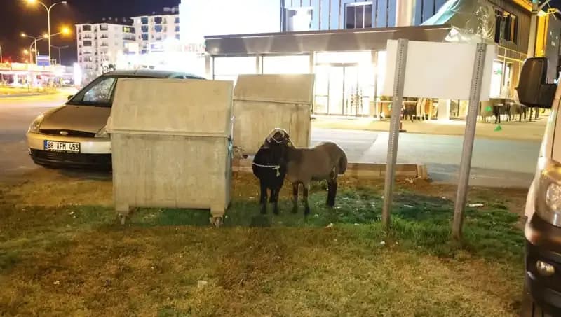 Yola Düşen "Mor Karaman" Irkı Koyunlar: Kaderleri Sorun Olacak mı?