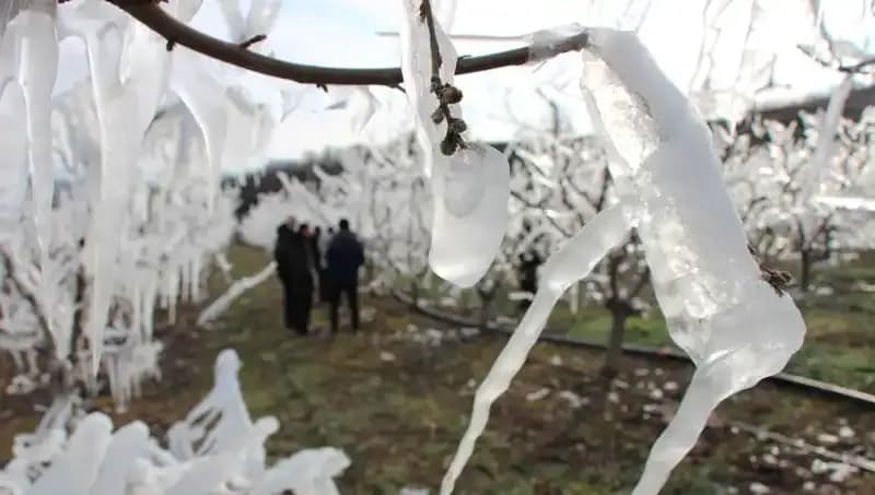 Geçmiş Kışın Zorlukları: Tomurcukların Yüzde 80’i Çiçek Açtı