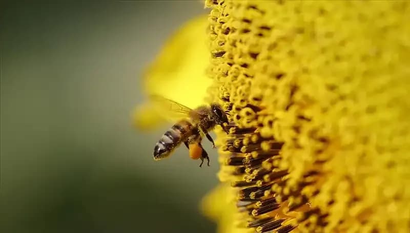 Arı Ölümlerinin Ardındaki Gizem: Kır Çiçeklerinde Gizli Zehirler
