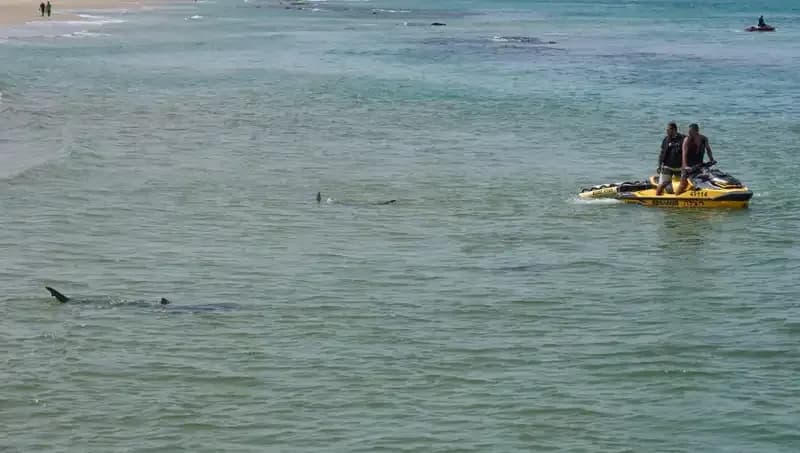 İsrail Açıklarında Köpek Balığı Saldırısı: Kayıp Yüzücü İçin Arama Çalışmaları Devam Ediyor