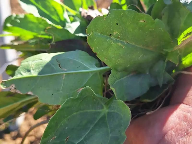 Manisa Sarıgöl'de Bahar Gelince Yabani Ekşi Kulak Toplanıyor