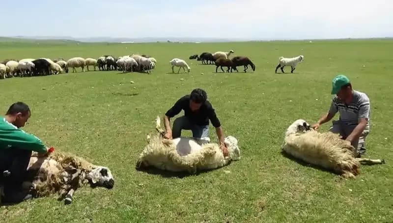 Yüksek Dağlarda Koyun Kırkma Zamanı: 3370 Metrede Koyunların Yeni Saç Kesimi
