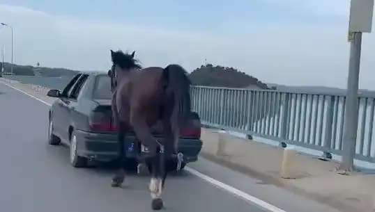 Adana'da Ata Eziyet Eden Kişi Tutuklandı: İşte Detaylar!