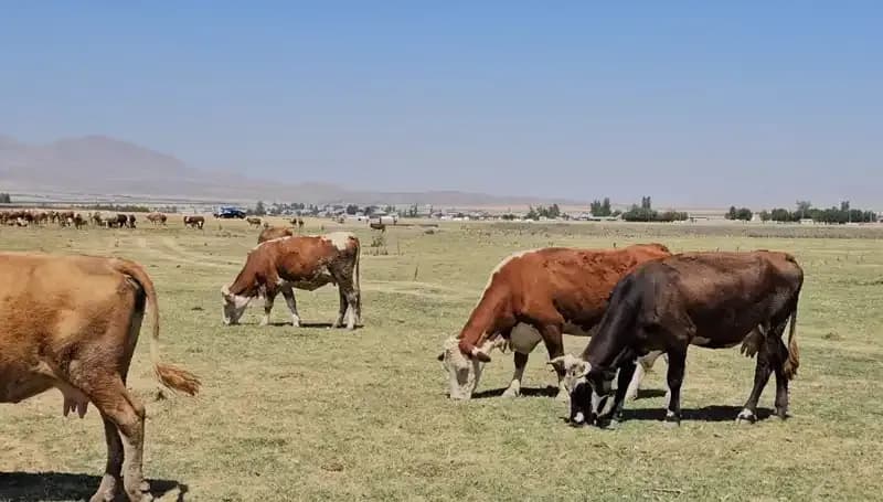 Arin Gölü'nde Sular Çekiliyor: Su Krizi Kapıda