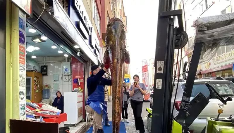 Meriç Nehri’nde Yakalanan 3 Metrelik Balık: 450 Lira ile Satışta!