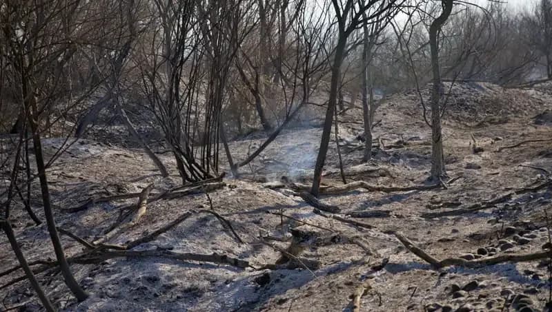 Osmaniye Kuş Cenneti'nde Yangın: Doğa ve Hayvanlar Tehdit Altında