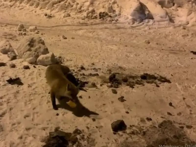 Çataldere'de Aç Kalan Tilkiye Her Gün Ekmek Veriliyor