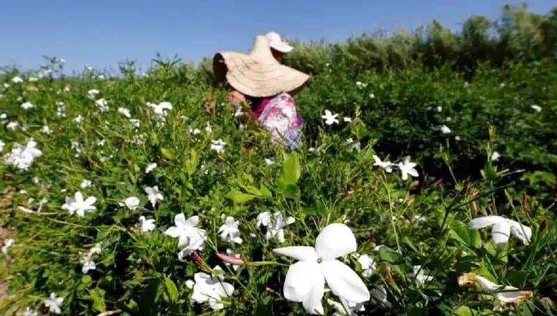 Küresel Isınma Yaseminleri Tehdit Altında: Doğal Güzellikler Yok Oluyor