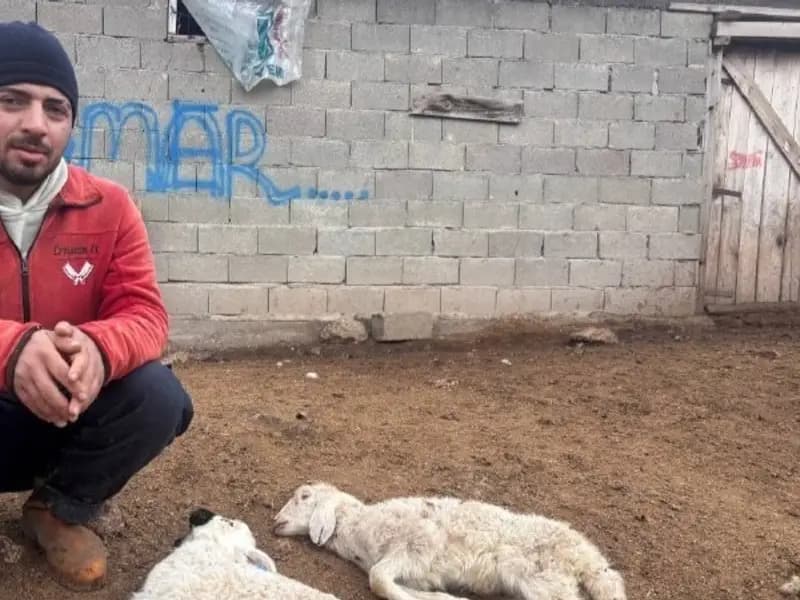 Erzincan'da Yeni Doğan Kuzular Aniden Telef Oluyor