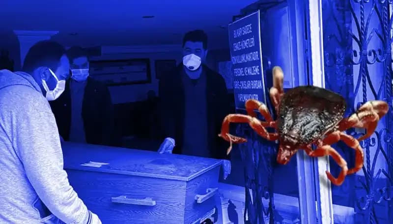 İstanbul'daki Keneler Zararsız mı? Bilimsel Araştırma Sonuçlandı