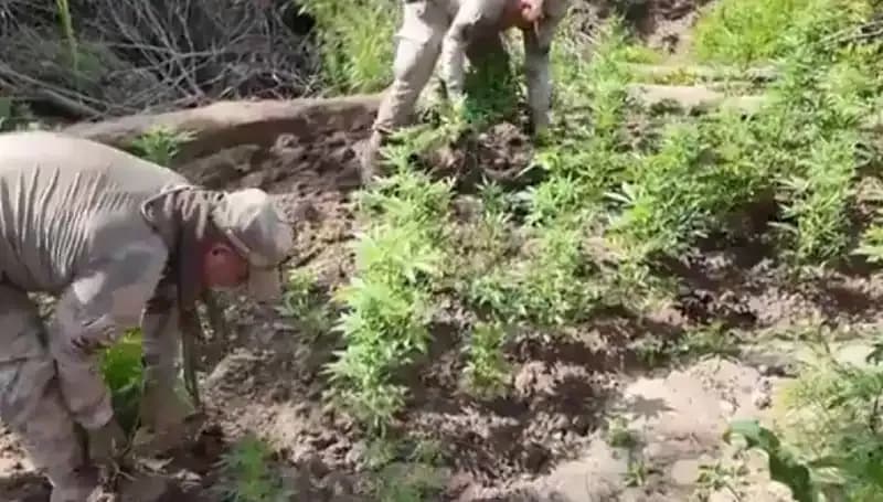 Diyarbakır'da Şok Eden Kenevir Operasyonu: 12 Milyon Kök Ele Geçirildi