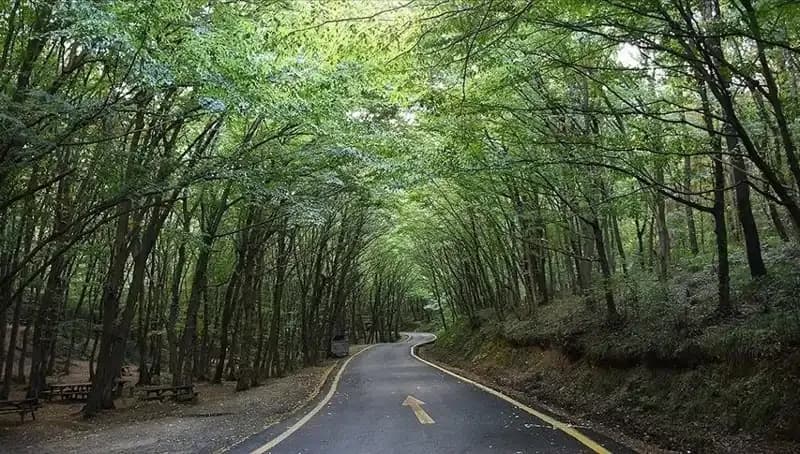 Çorum Ormanlarına Giriş Yasağı İle Doğa Koruma Hamlesi