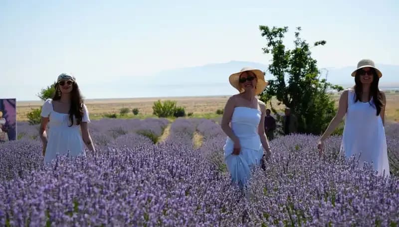 Göl Manzaralı Mor Renkli Bahçelerde Hasat Sevinci: Doğanın Sunduğu Eşsiz Güzellik