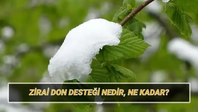 Zirai Don Desteği: Hangi İllere Ne Kadar Yardım Yapılacak?