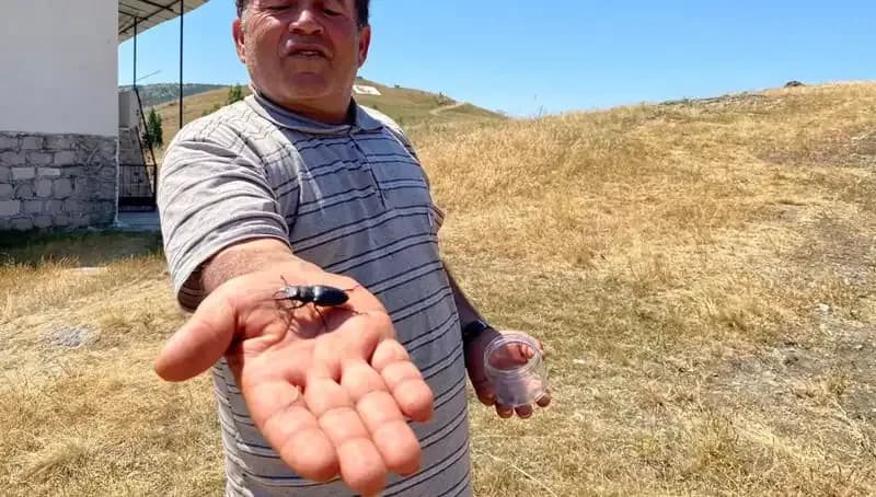 Sivas'ta Görülen Bu Böceği Öldürmenin Cezası Duyunca Şok Olacaksınız