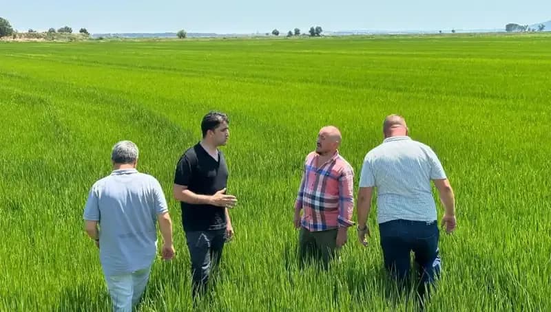 Türkiye'nin Çeltik Üretiminde Yeşil Devrim: Rekor Beklentileri Neden Artıyor?