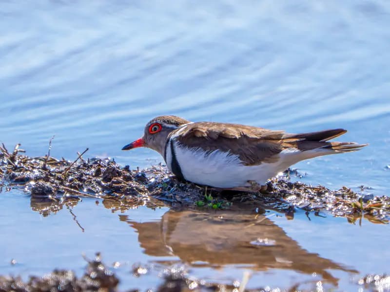 Gaziantep'te İlk Kez Görülen Takkeli Cılıbıt Kuşu Türkiye'de 504. Tür