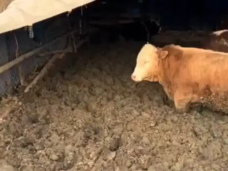 Çorum'da Hayvan Refahı İhlali: Bakanlık'tan Cezai İşlem