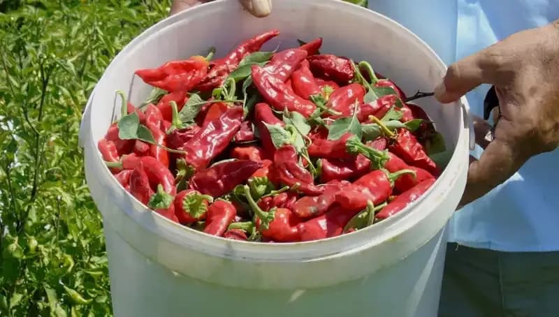Gaziantep'te Sofralık Kırmızı Biber Hasadı Tüm Hızıyla Başladı: İşte Detaylar