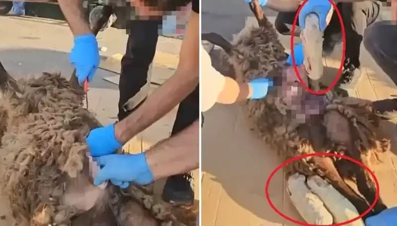 Zehir Tacirleri Şok Edici Yöntemler Kullanıyor: Ölü Koyun Olayı