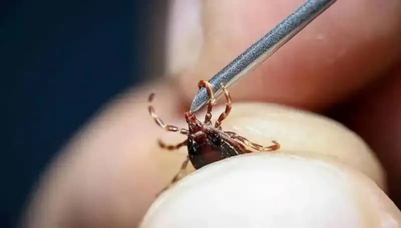 Ankara'da Kene Popülasyonu Artıyor: Beklenmedik Risklere Dikkat!