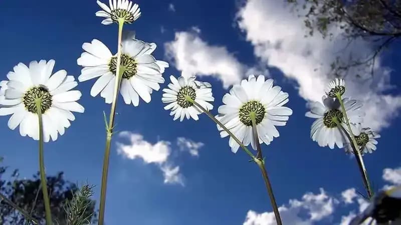 2026’da Cemreler Ne Zaman Düşecek? Bilmeyenler İçin Tarihler Burada!