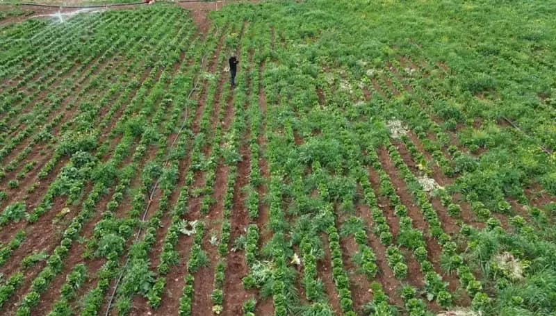 Kuraklık, Marul Hasadını Tehdit Ediyor: Tarım Sektörü Alarmda!