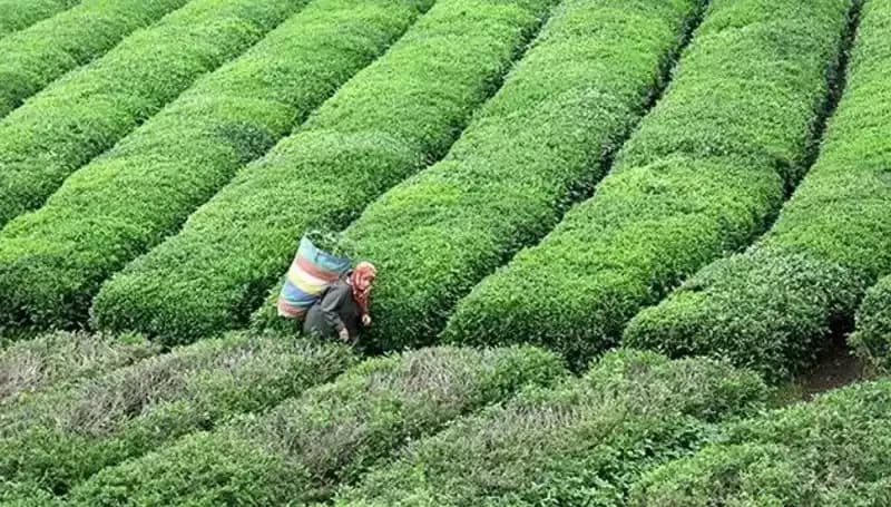 ÇAYKUR, Bayram Döneminde de Yaş Çay Alımını Sürdürecek!