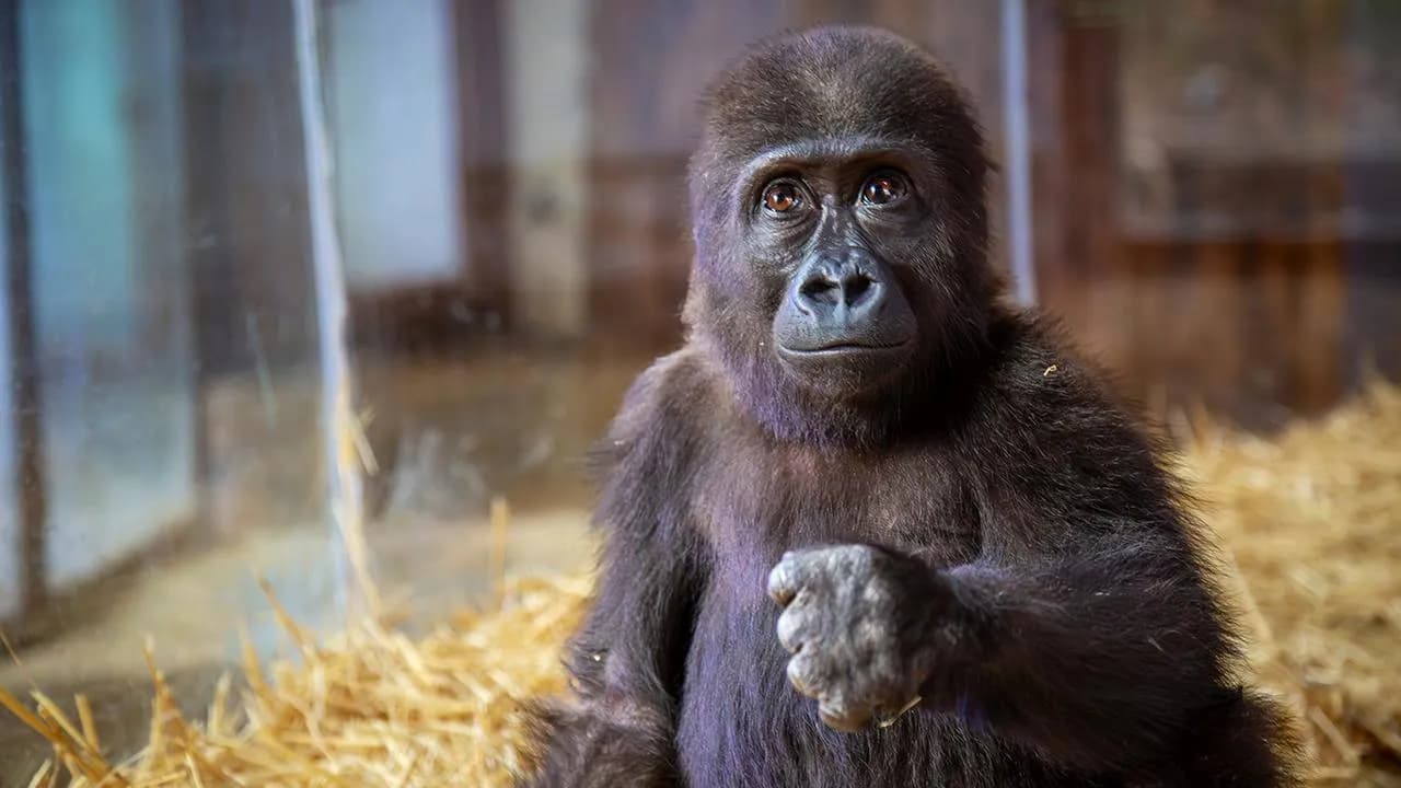 Goril Yavrusuna Verilecek İsim Anketi Sonuçlandı