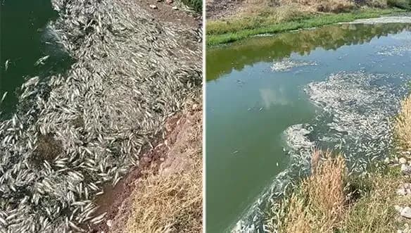 Karasu Çayı'ndaki Balık Ölümleri Üzerine Kapsamlı İnceleme Başlatıldı