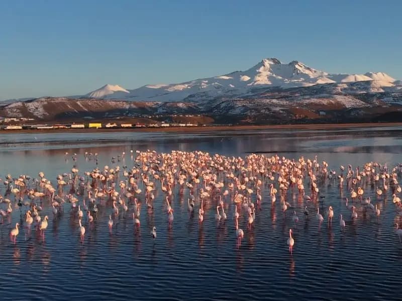 Kayseri'ye Baharla Birlikte Gelen İlk Flamingo Kafilesi